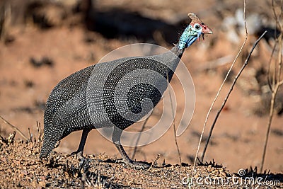 Guinea Fowl Stock Photo