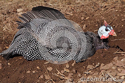 Guinea Fowl Dust Bath Ruffled Feathers Stock Photo