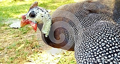 A Guinea fowl Stock Photo