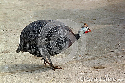 Guinea fowl hen Stock Photo