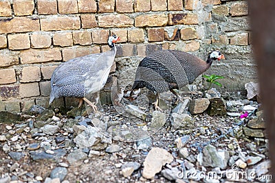 Guinea fowl hen with thier keets Stock Photo
