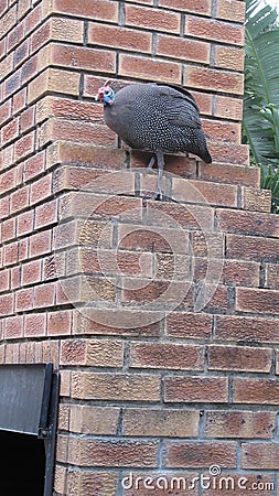 Guinea Fowl Stock Photo