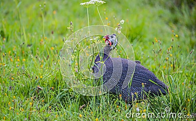 guinea fowl - Numida meleagris f. domestica in garden Stock Photo