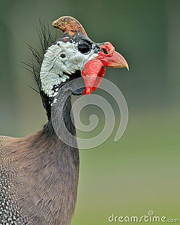 Guinea Fowl Portrait Stock Photo