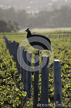 Guinea Fowl Stock Photo