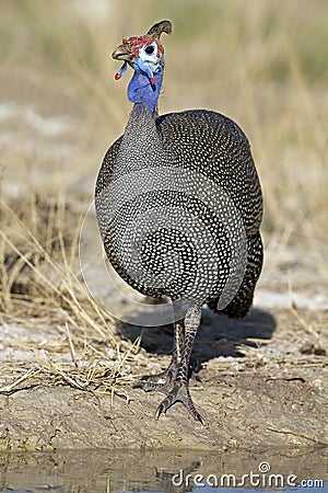 Guinea-fowl standing at waterhole Stock Photo