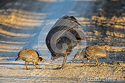 Guinea Fowl and Two Chicks Feeding on Dirt Road Stock Photo