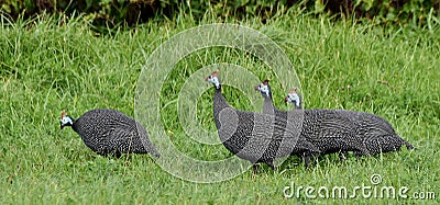 Guinea fowls Stock Photo