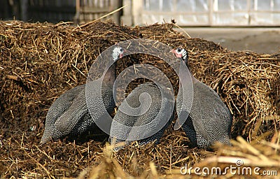 Guinea fowls Stock Photo