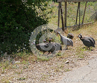 Guinea fowls with dotted feathers Stock Photo