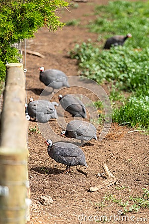 Guinea fowls flock in a field in africa Stock Photo