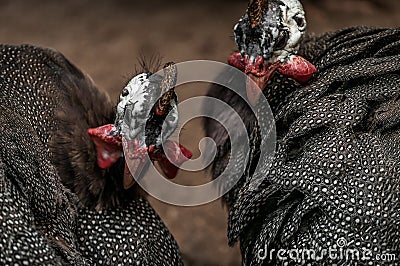 Guinea fowls Stock Photo