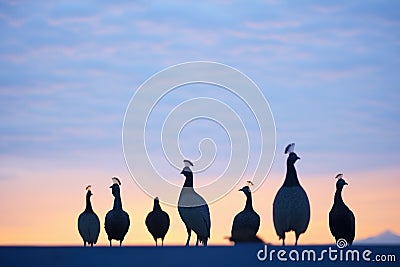 guinea fowls in silhouette against twilight sky Stock Photo