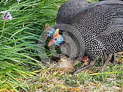 Guinea fowls Stock Photo