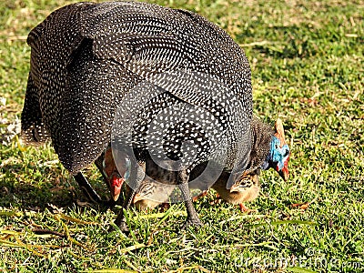 Guinea fowls Stock Photo