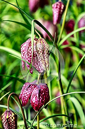 Guinea Hen Flower or Snake`s Head - Fritillaria meleagris Stock Photo