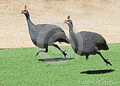 Guinea Hens Stock Photo