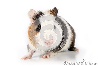 Guinea pig Stock Photo