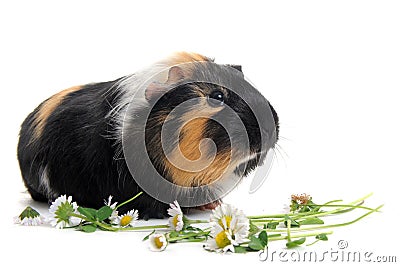 Guinea pig Stock Photo