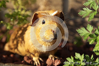 Guinea pig Stock Photo