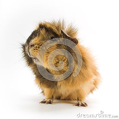 Guinea pig Stock Photo