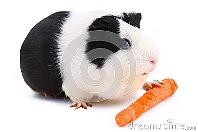 Guinea pig Stock Photo