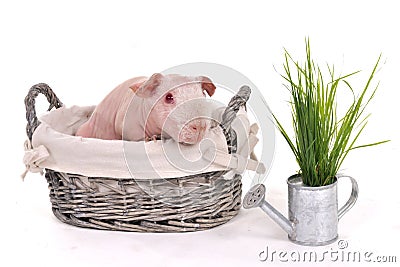 Guinea Pig in a Basket Stock Photo