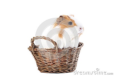 Guinea pig in basket Stock Photo
