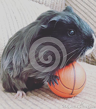 Guinea pig Stock Photo