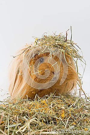 Guinea pig breed Sheltie in the hay. Stock Photo