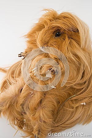 Guinea pig breed Sheltie. Stock Photo