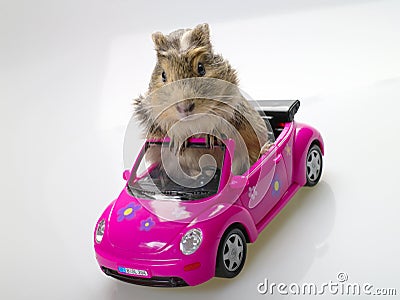 Guinea pig or cavia sitting in pink car Stock Photo