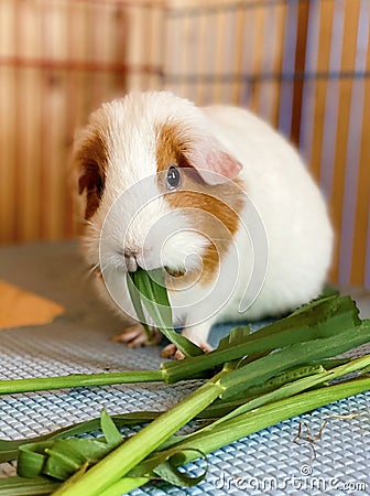 Guinea pig eating fresh grass in a cage Stock Photo
