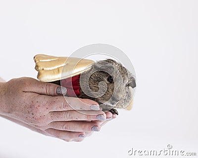 Guinea pig in golden wings rests in a womans hands and prepares to fly Stock Photo