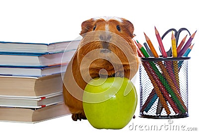 Guinea pig, green apple and school supplies Stock Photo