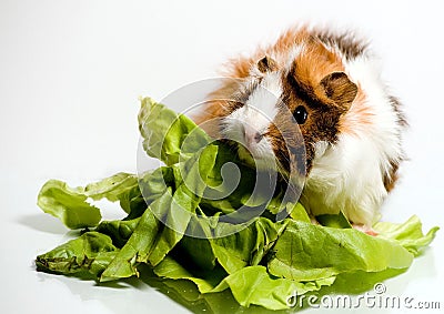 Guinea pig on green salad Stock Photo