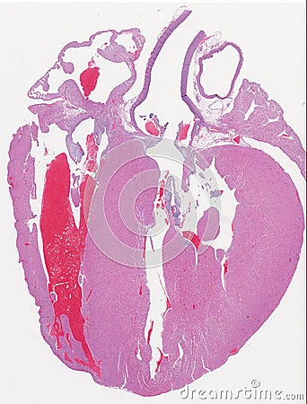 Guinea Pig Heart Anatomy Stock Photo