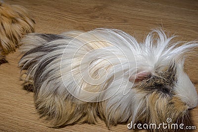 Guinea pig male - Rysiek (Ric). Stock Photo