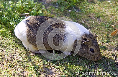 Guinea pig mammal rodent wool zoo Stock Photo