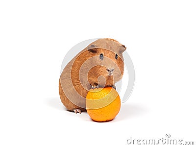 Guinea Pigs Can Eat Oranges Diet