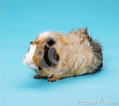 Guinea Pig Stock Photo