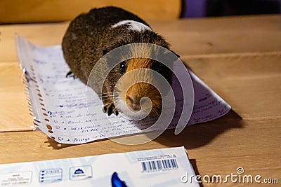 Guinea Pig, pet animal on the table on my homework and notes. Stock Photo