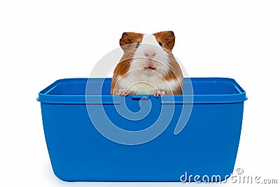 Guinea pig in a plastic animal carry cage Stock Photo