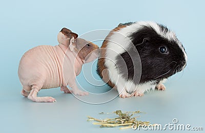 Guinea pig rodent domestic animal Stock Photo