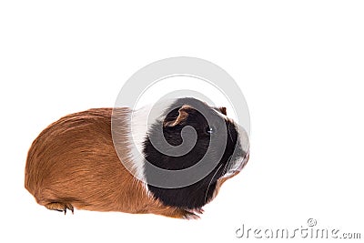 Guinea pig seen from the side Stock Photo