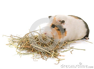 Guinea pig in studio Stock Photo