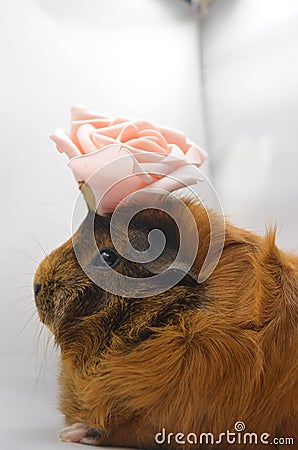 Guinea pig yellow Stock Photo