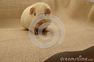 Guinea pig yellow Stock Photo