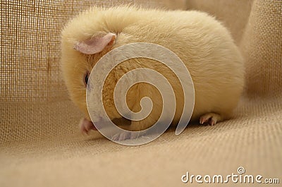 Guinea pig yellow Stock Photo