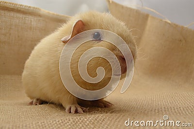 Guinea pig yellow Stock Photo